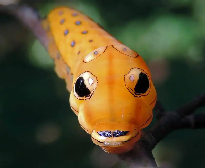 caterpillar moth butterfly before after metamorphosis 16 1