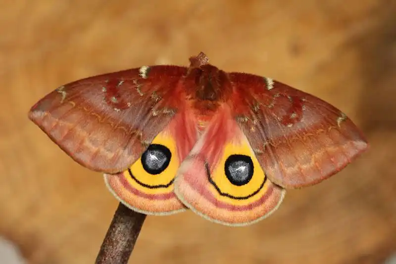 caterpillar moth butterfly before after metamorphosis 17 2