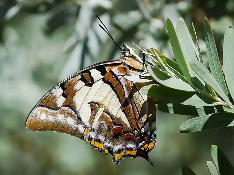 caterpillar moth butterfly before after metamorphosis 18 2