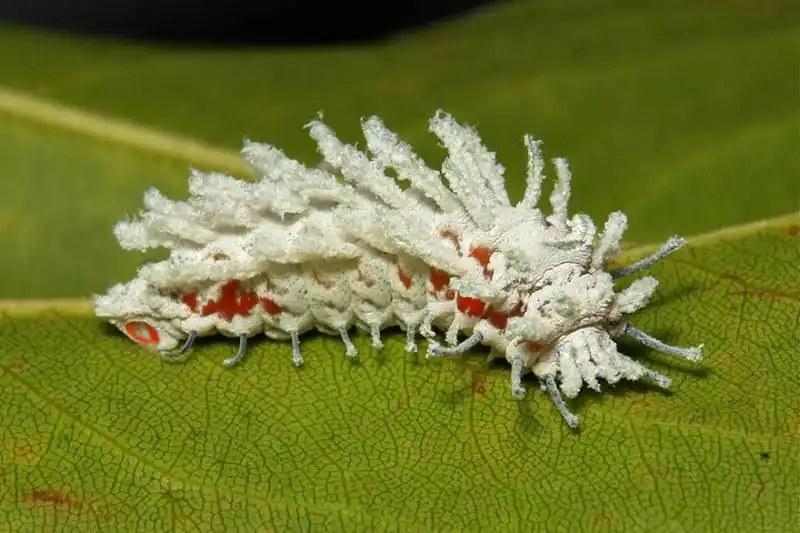 caterpillar moth butterfly before after metamorphosis 20 1