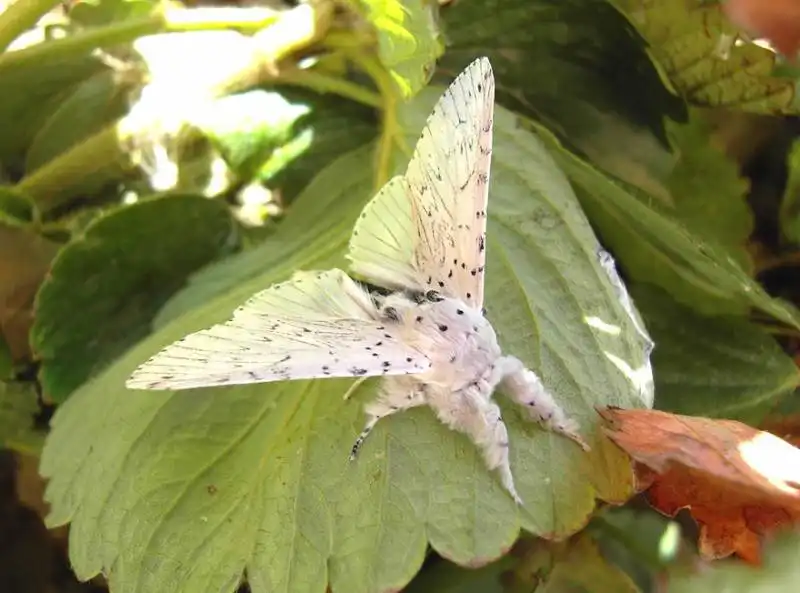 caterpillar moth butterfly before after metamorphosis 21 1