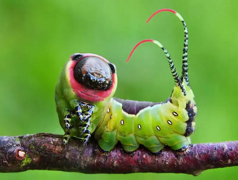 caterpillar moth butterfly before after metamorphosis 21 2