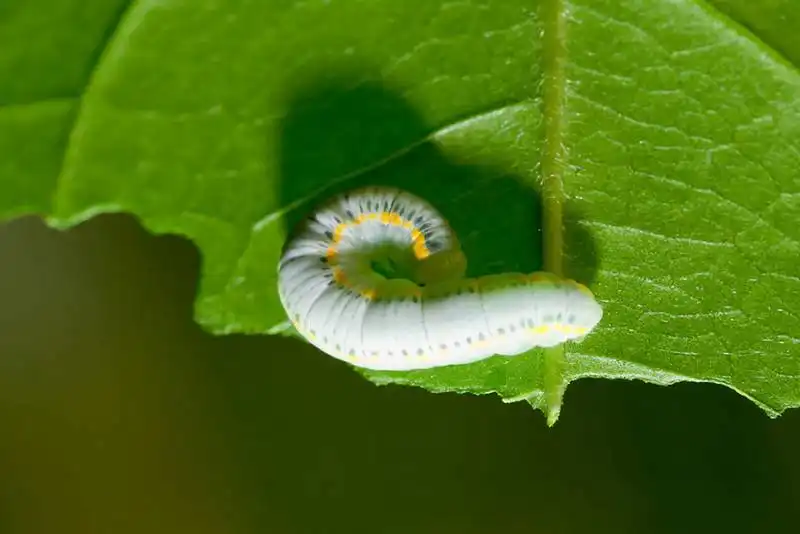 caterpillar moth butterfly before after metamorphosis 8 1