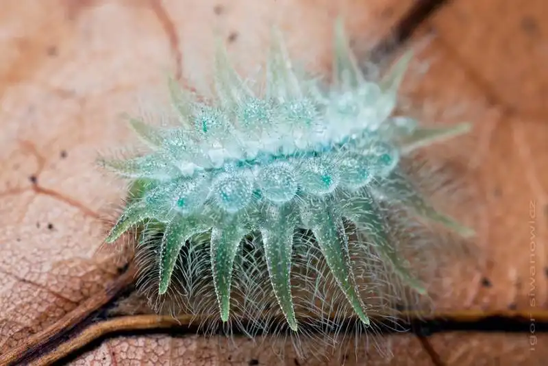 caterpillar moth butterfly before after metamorphosis 9 1