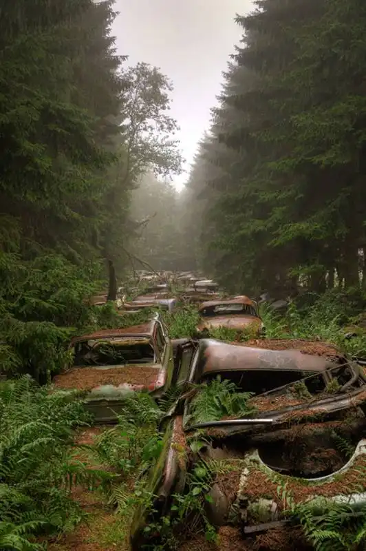 cimitero auto foresta belga 001