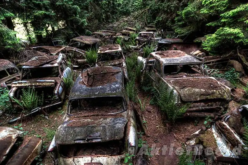 cimitero auto foresta belga 003