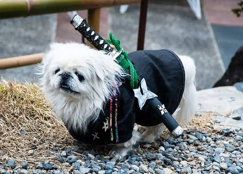 costumi da halloween per animali 11