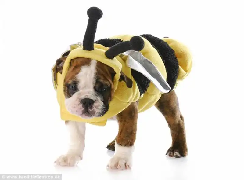 costumi da halloween per animali 3