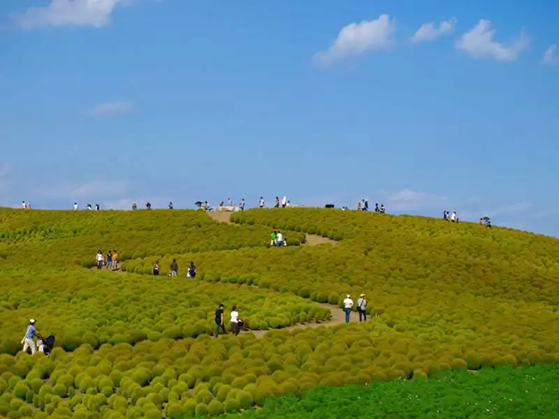 hitachi seaside park, japan