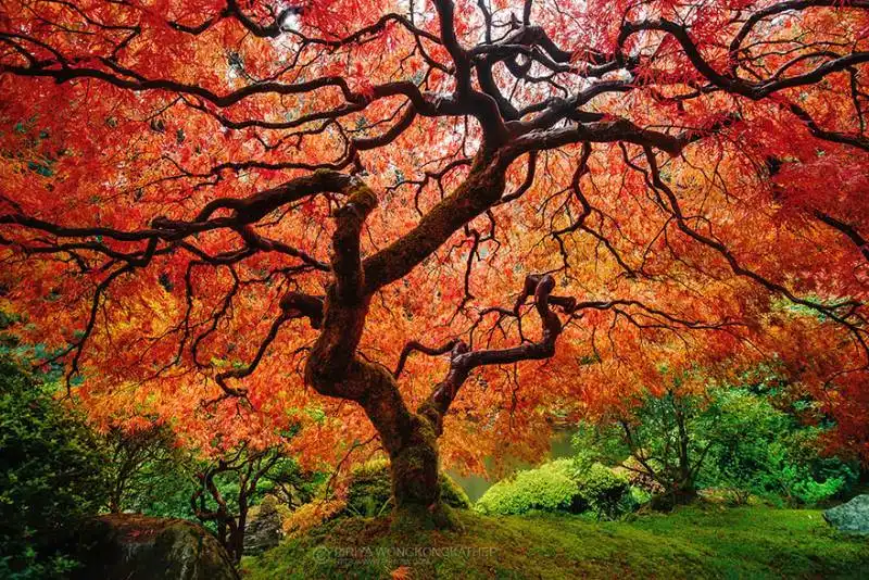 japanese maple1