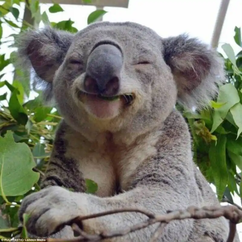 koala sorride