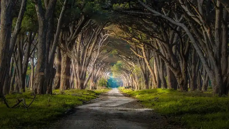 parco di migliarino san rossore a pisa, italia