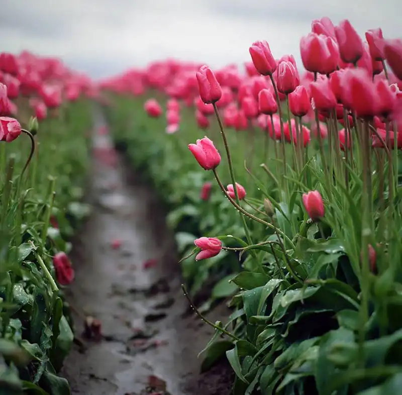 primavera a woodburn, oregon, stati uniti