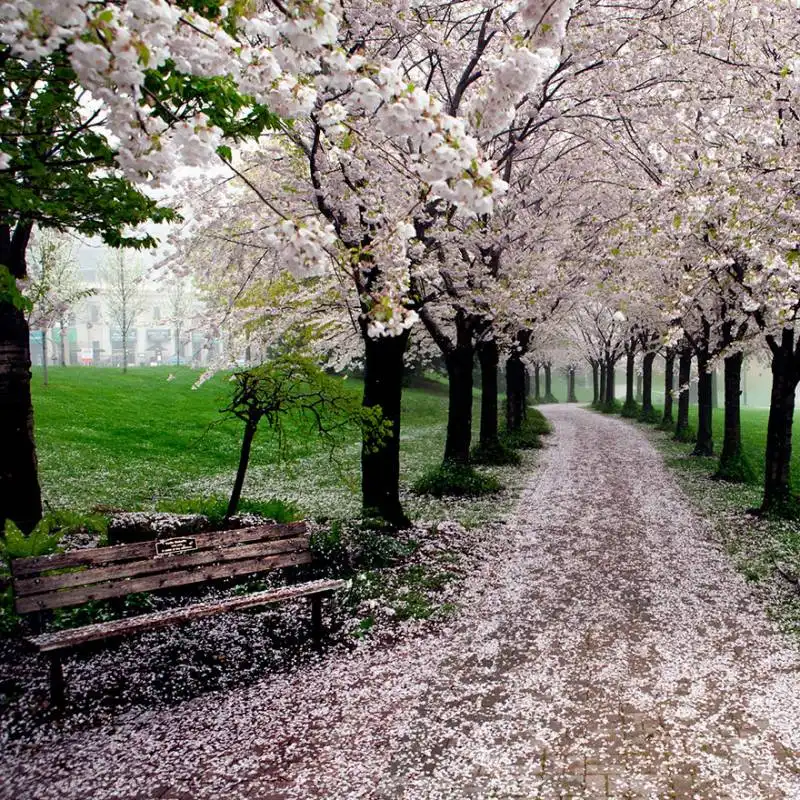 primavera nel parco spencer smith, burlington, ontario, canada