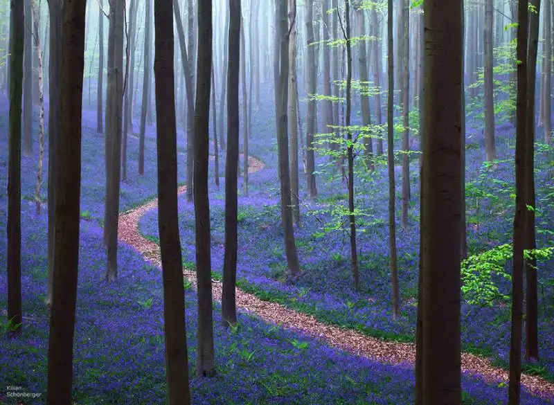 primavera nella foresta di hallerbos, belgio