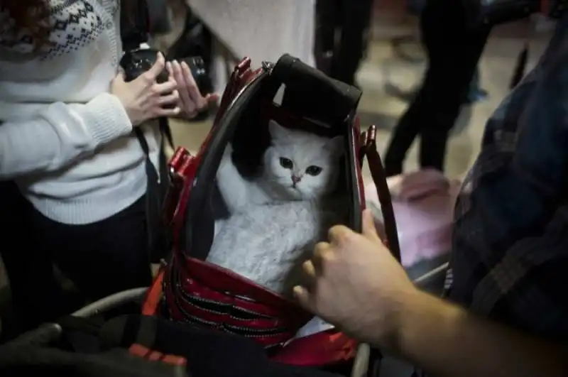 world cat show a praga