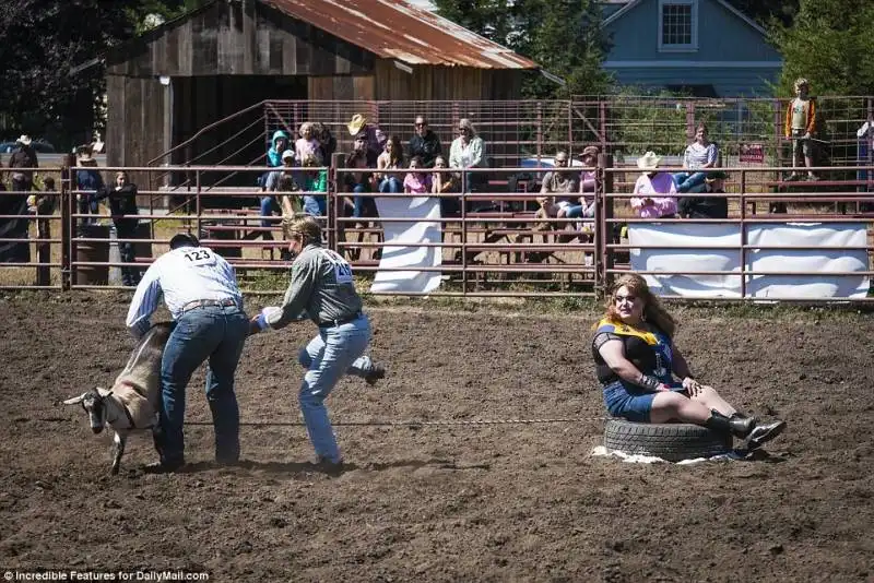 due cowboy cercano di acchiappare una capra e mettterle le mutande