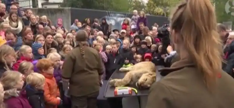 leonessa sezionata allo zoo di odense  3