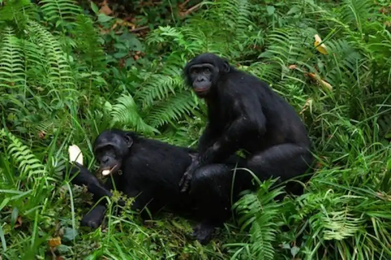 Omosessualita in natura