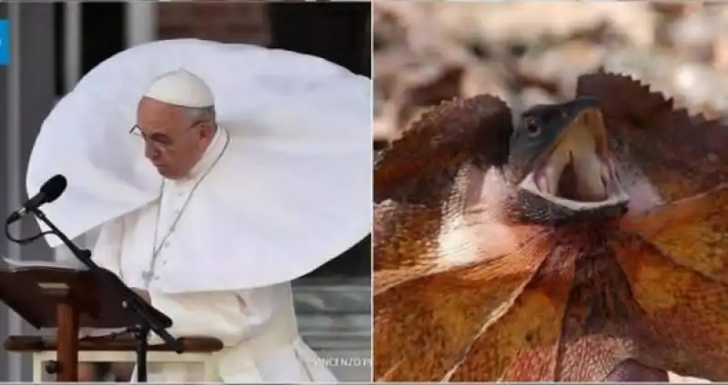 papa bergoglio