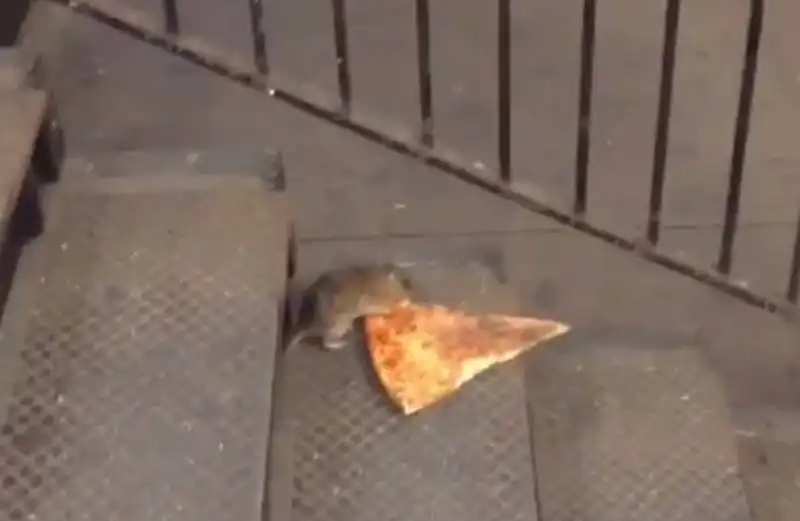 pizza rat