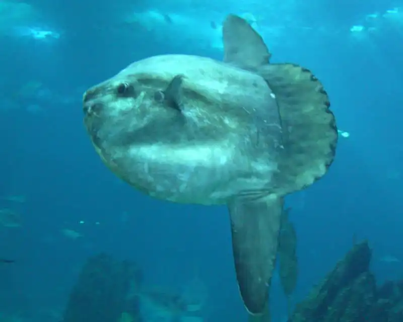 sunfish 2