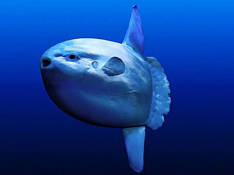 sunfish 4