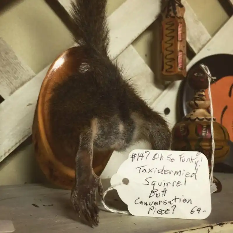 taxidermia