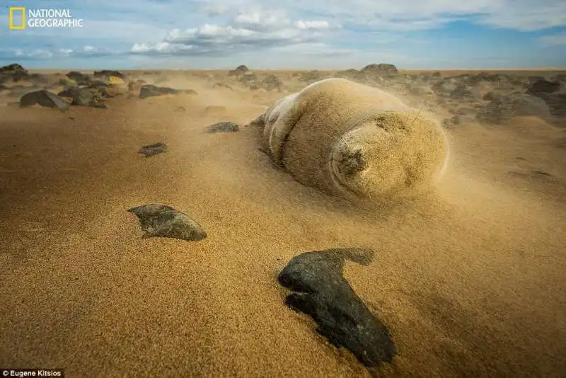 foca nella tempesta di sabbia