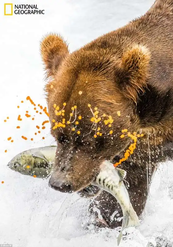 orso bruno a caccia di salmone