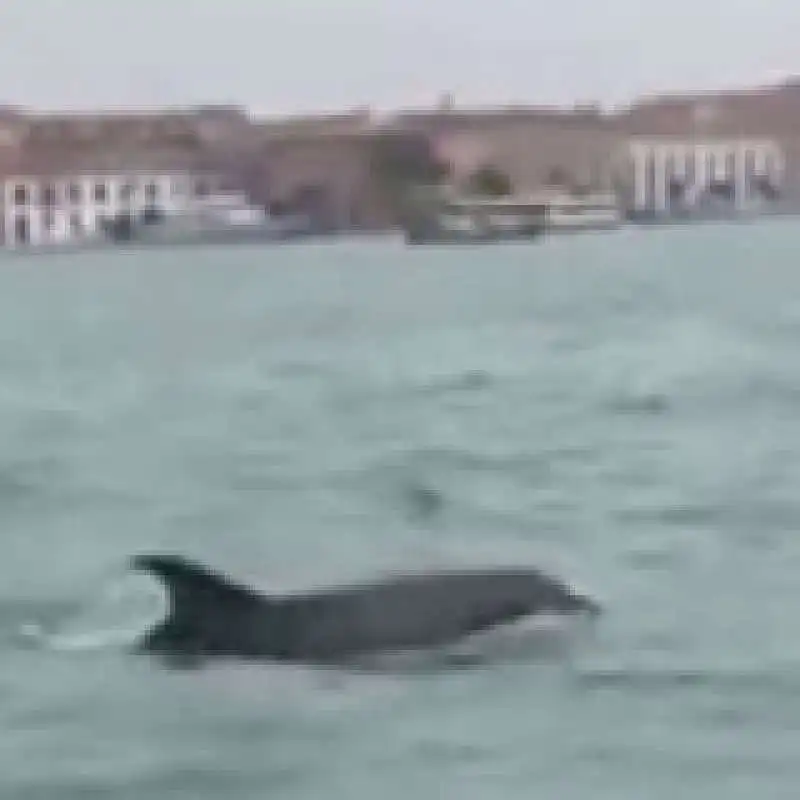 UN DELFINO A VENEZIA