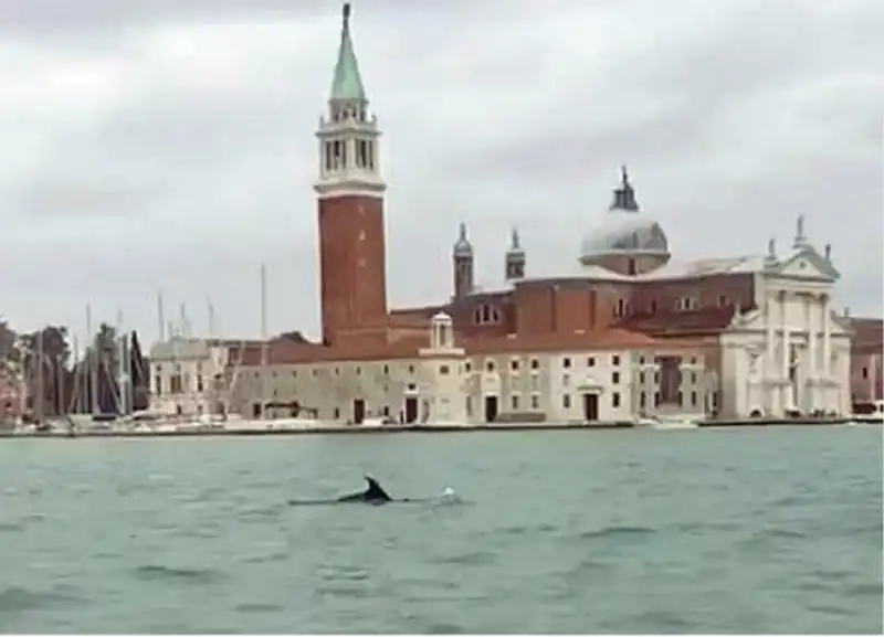 UN DELFINO A VENEZIA