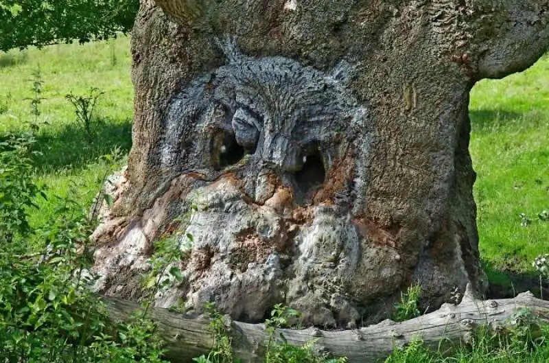 albero dalle sembianze di un gufo