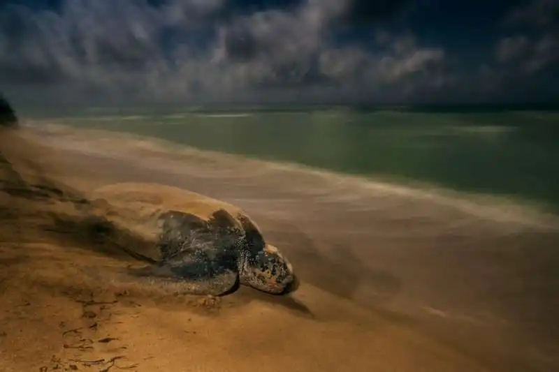 brian skerry usa