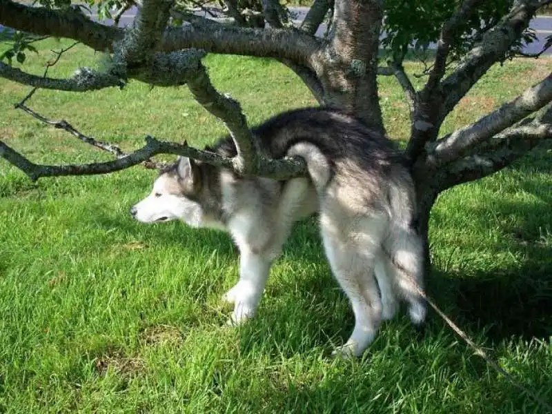 cane fra i rami