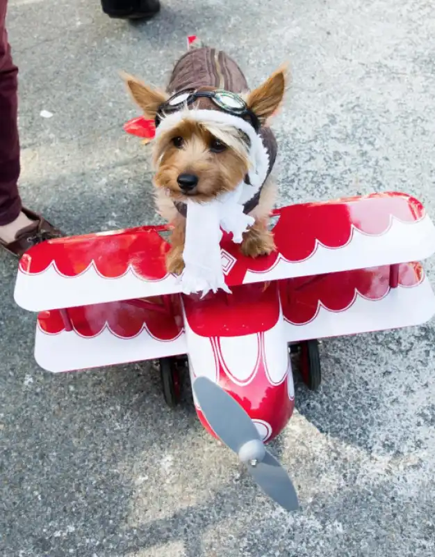 dog parade new york 8