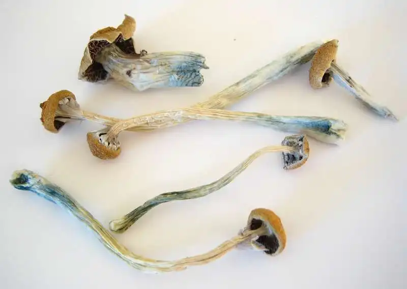 FUNGHI ALLUCINOGENI 5