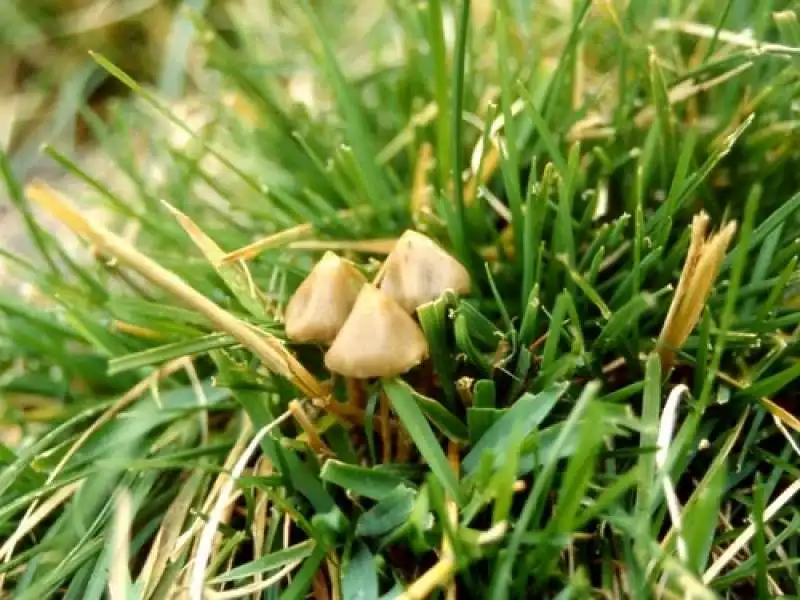 FUNGHI ALLUCINOGENI