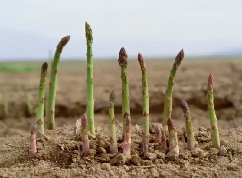 gli asparagi crescono dritti cosi dal terreno