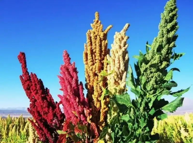 la quinoa sono i semi di questa pianta