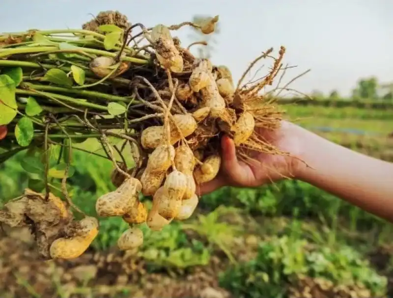 le noccioline crescono sottoterra