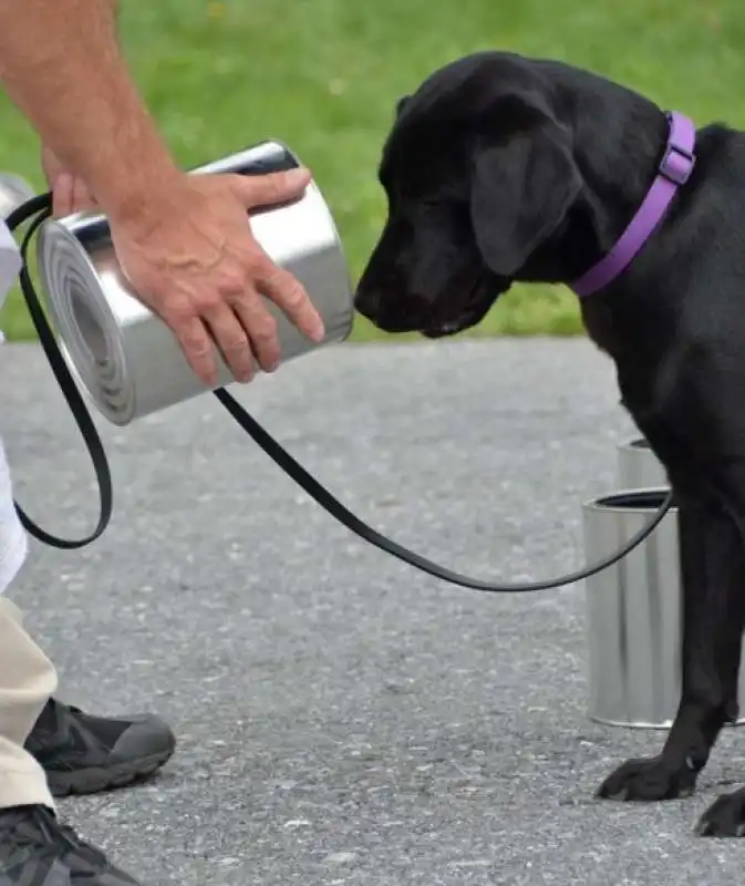 lulu la labrador pacifista della cia 