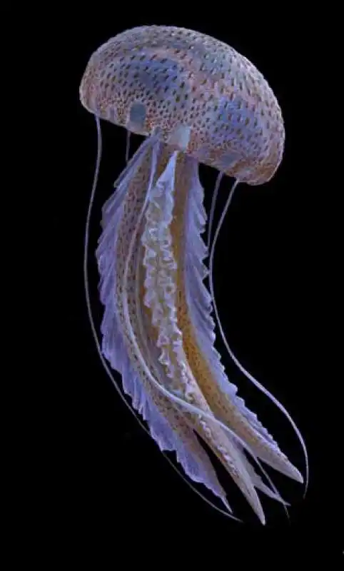 MEDUSA PELAGIA NOCTILUCA 2