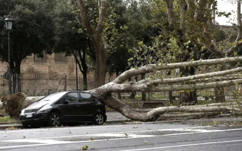 alberi crollati a roma 15