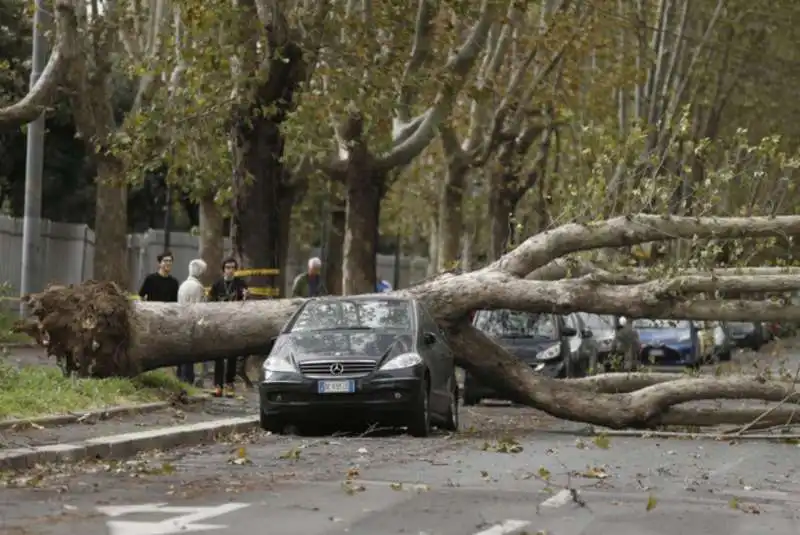 alberi crollati a roma 17