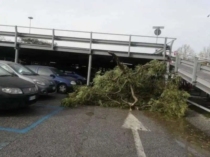 alberi crollati a roma 19