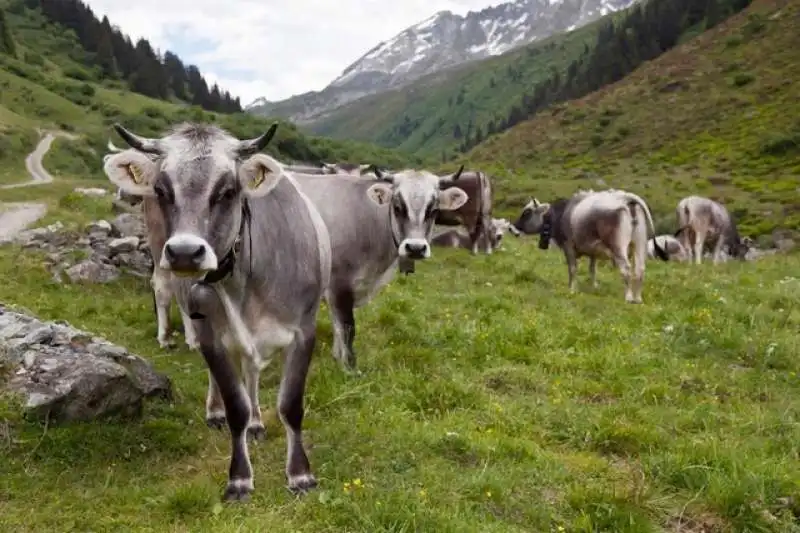 BOVINI IN SVIZZERA 