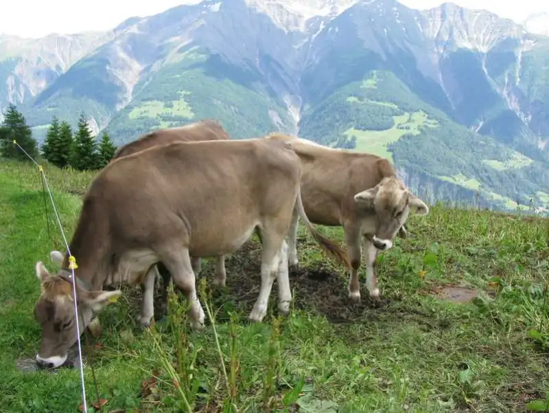 BOVINI IN SVIZZERA