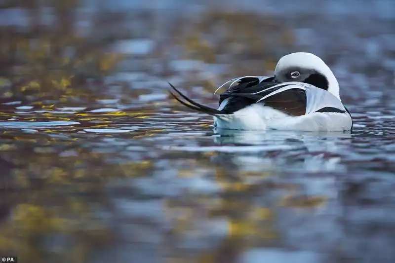 duck of dreams di carlos perez naval