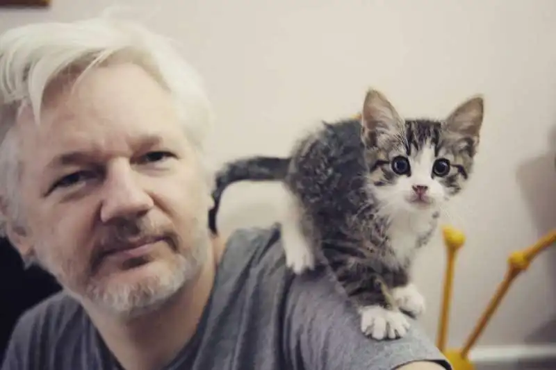 il gatto di assange 1